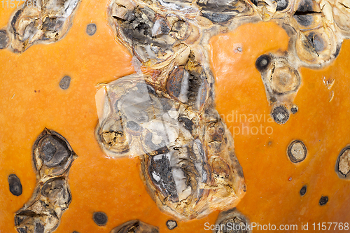 Image of Rotting pumpkin, close-up