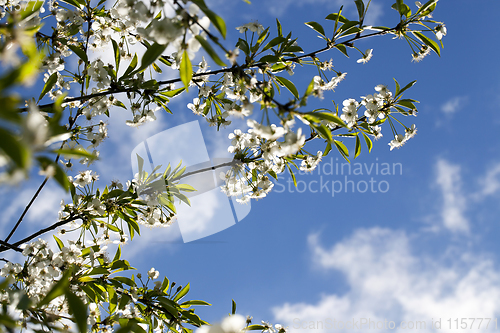 Image of white flowers cherry