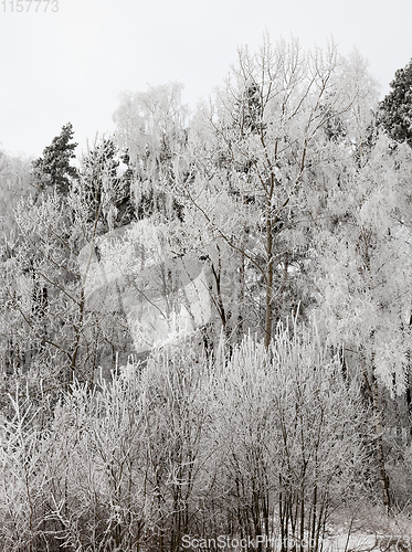 Image of Photographed winter forest