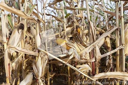 Image of ears of ripe corn