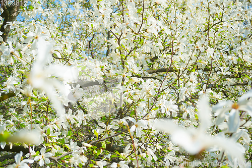 Image of White blossom magnolia tree flowers