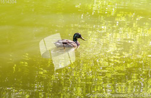Image of Wild duck swimming in a pond