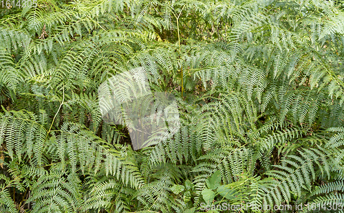 Image of green fern fronds