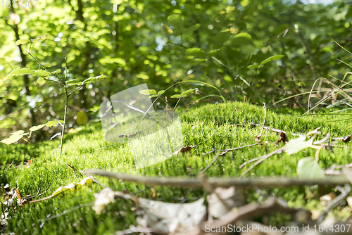 Image of sunny forest scenery