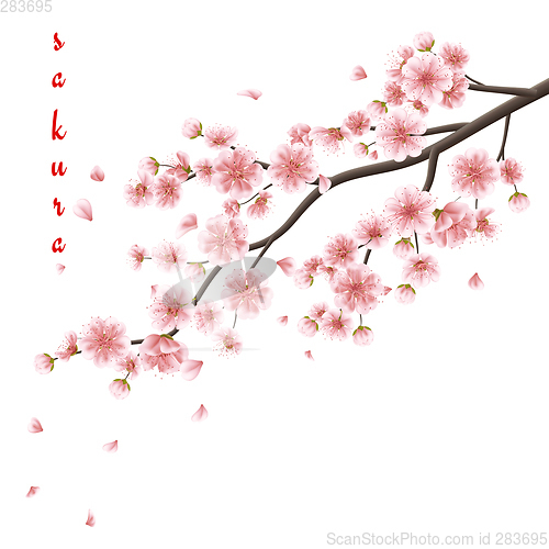 Image of Pink sakura flowers isolated on white. EPS 10