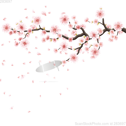 Image of Pink sakura flowers isolated on white. EPS 10