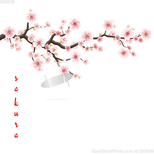 Image of Blossom sakura for your design. EPS 10