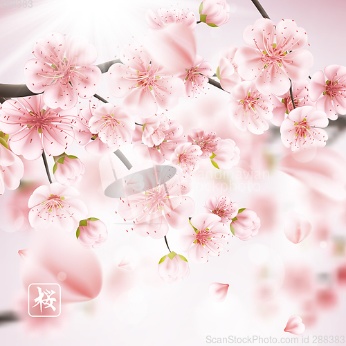 Image of Cherry blossom realistic, sakura. EPS 10