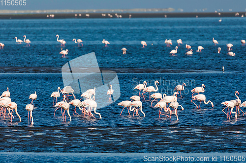 Image of Rosy Flamingo colony in Walvis Bay Namibia