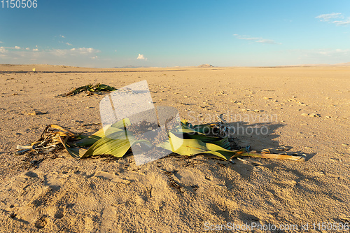 Image of Welwitschia mirabilis desert plant, Namibia