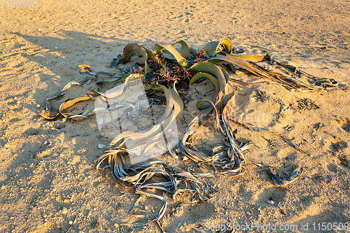 Image of Welwitschia mirabilis desert plant, Namibia