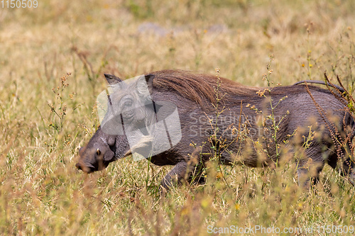 Image of Warthog in Chobe reserve, Botswana safari wildlife