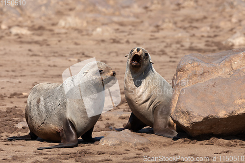 Image of brown fur seal in Cape Cross, Namibia