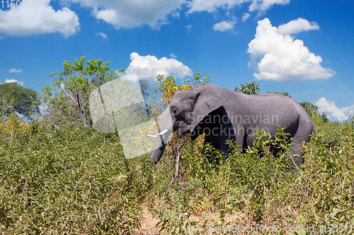 Image of African Elephant in Chobe, Botswana safari wildlife