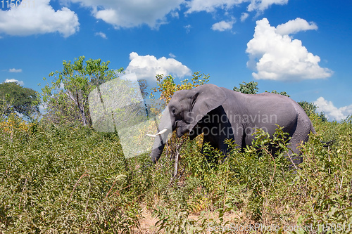 Image of African Elephant in Chobe, Botswana safari wildlife