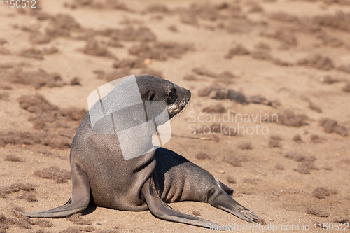 Image of baby brown seal in Cape Cross, Namibia