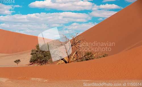 Image of Dune 45 in Sossusvlei, Namibia desert