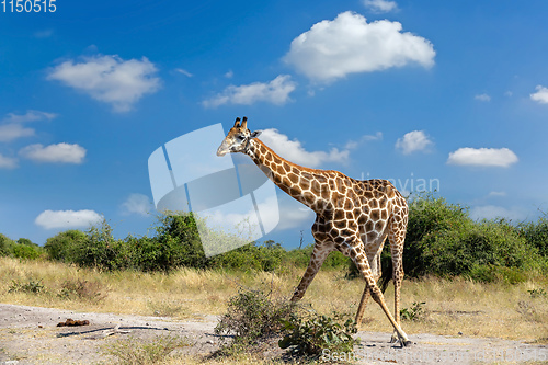 Image of South African giraffe Chobe, Botswana safari