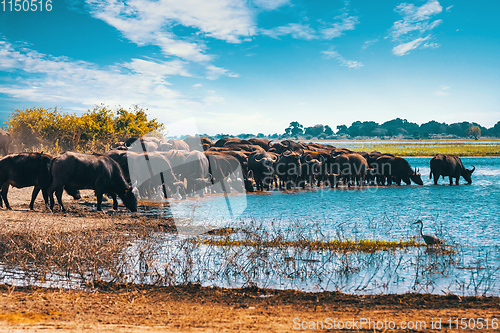 Image of Cape Buffalo at Chobe river, Botswana safari wildlife