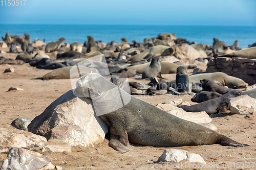 Image of brown seal in Cape Cross, Namibia