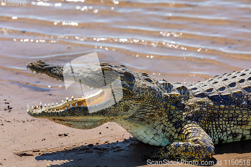 Image of Nile Crocodile in Chobe river, Botswana