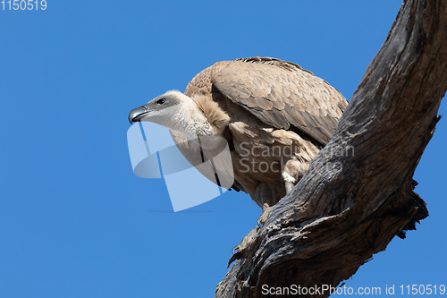 Image of White backed vulture on tree, Botswana