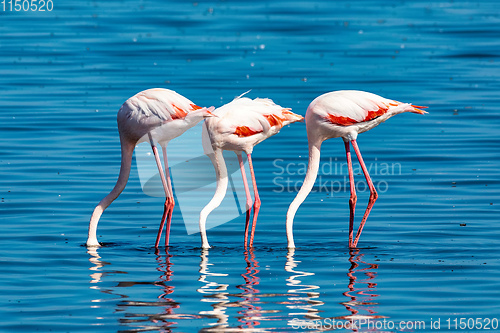 Image of Rosy Flamingo colony in Walvis Bay Namibia