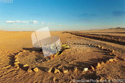 Image of Welwitschia mirabilis desert plant, Namibia