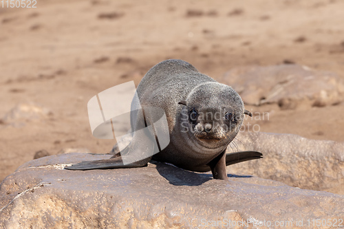Image of baby brown seal in Cape Cross, Namibia
