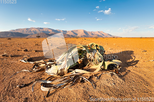 Image of Welwitschia mirabilis desert plant, Namibia