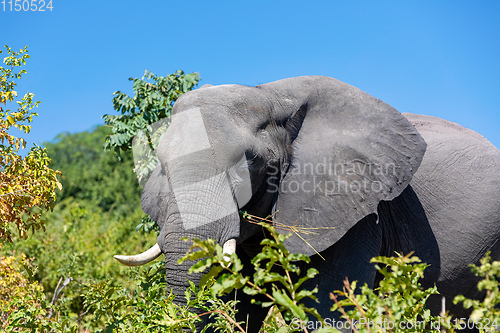 Image of African Elephant in Chobe, Botswana safari wildlife