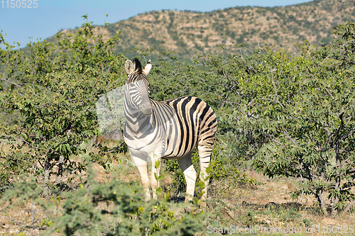 Image of zebra in Etosha Namibia wildlife safari