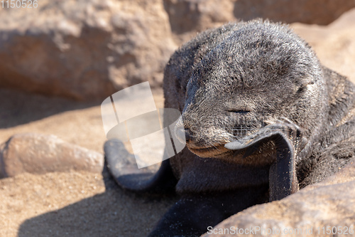 Image of baby brown seal in Cape Cross, Namibia