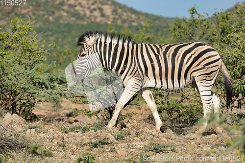 Image of zebra in Etosha Namibia wildlife safari