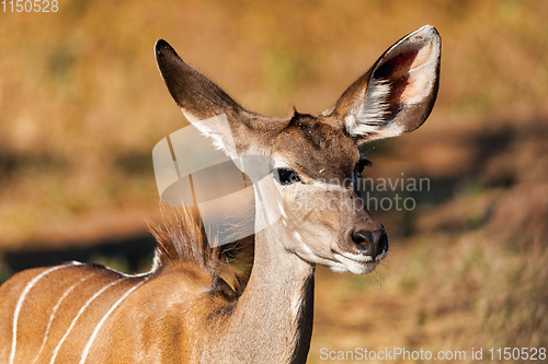 Image of antelope female Kudu, Chobe, Botswana