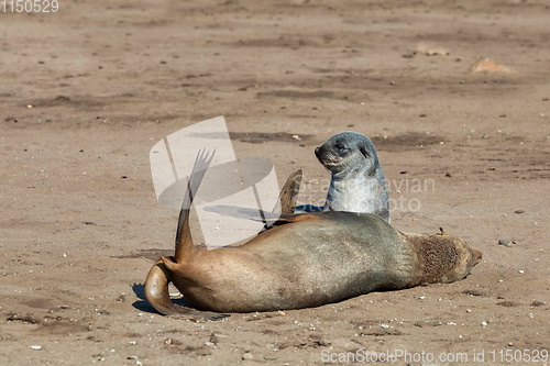 Image of baby brown seal in Cape Cross, Namibia