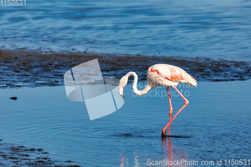 Image of Rosy Flamingo colony in Walvis Bay Namibia