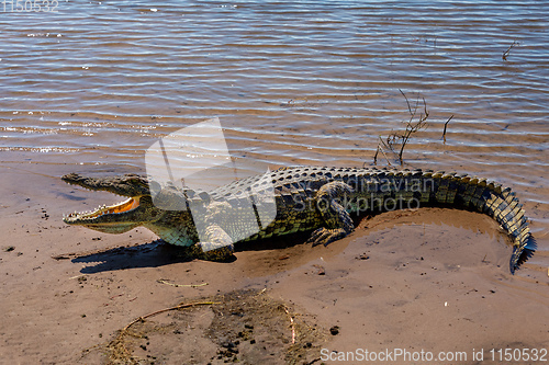 Image of Nile Crocodile in Chobe river, Botswana