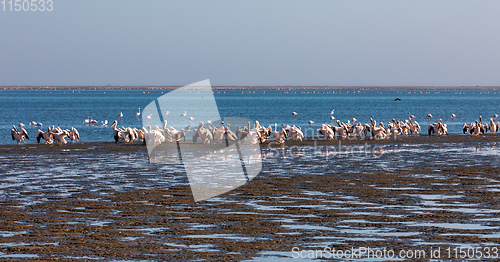 Image of Pink-backed pelican colony in Walvis bay, Namibia