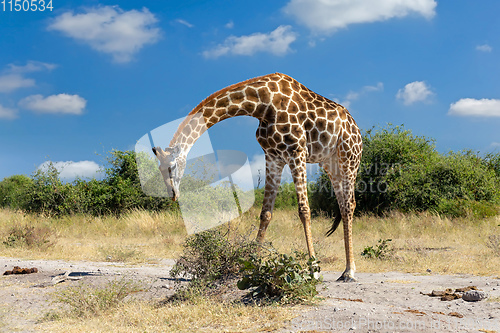 Image of South African giraffe Chobe, Botswana safari