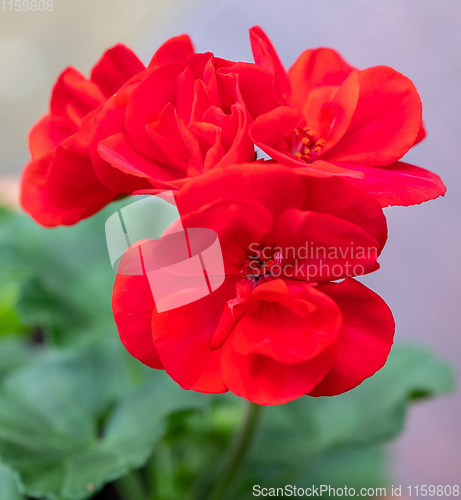 Image of Pelargonium with red flowers