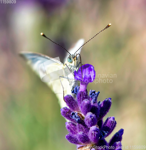 Image of White butterfly on violet lavender