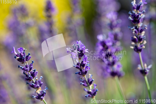 Image of summer lavender flowering in garden