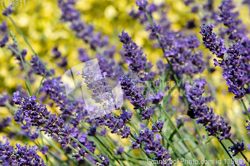 Image of summer lavender flowering in garden