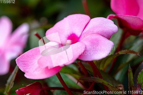 Image of pink New Guinea impatiens flowers in pots