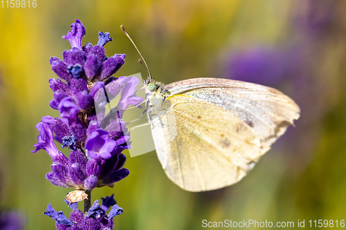 Image of White butterfly on violet lavender