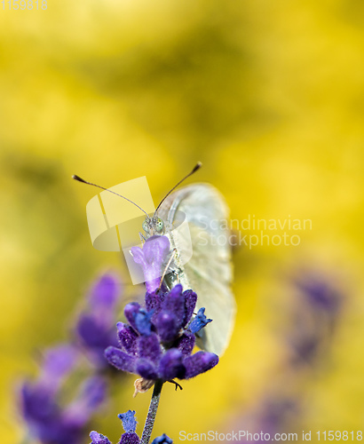 Image of White butterfly on violet lavender