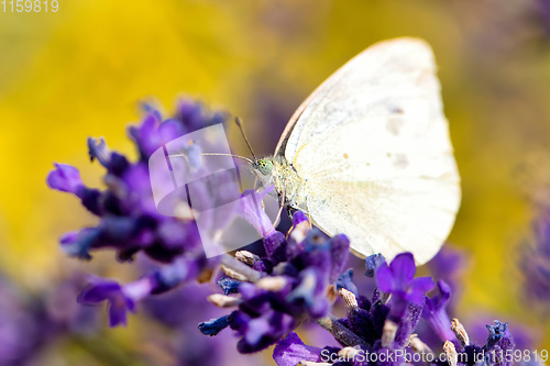 Image of White butterfly on violet lavender