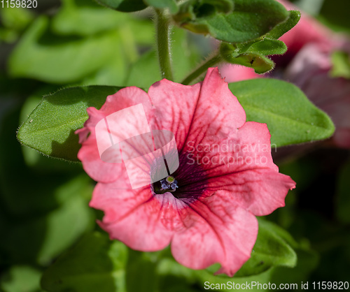 Image of Petunia Surfinia Pink Vein