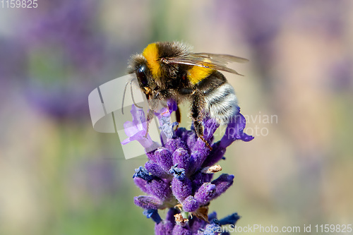 Image of bee on violet lavender